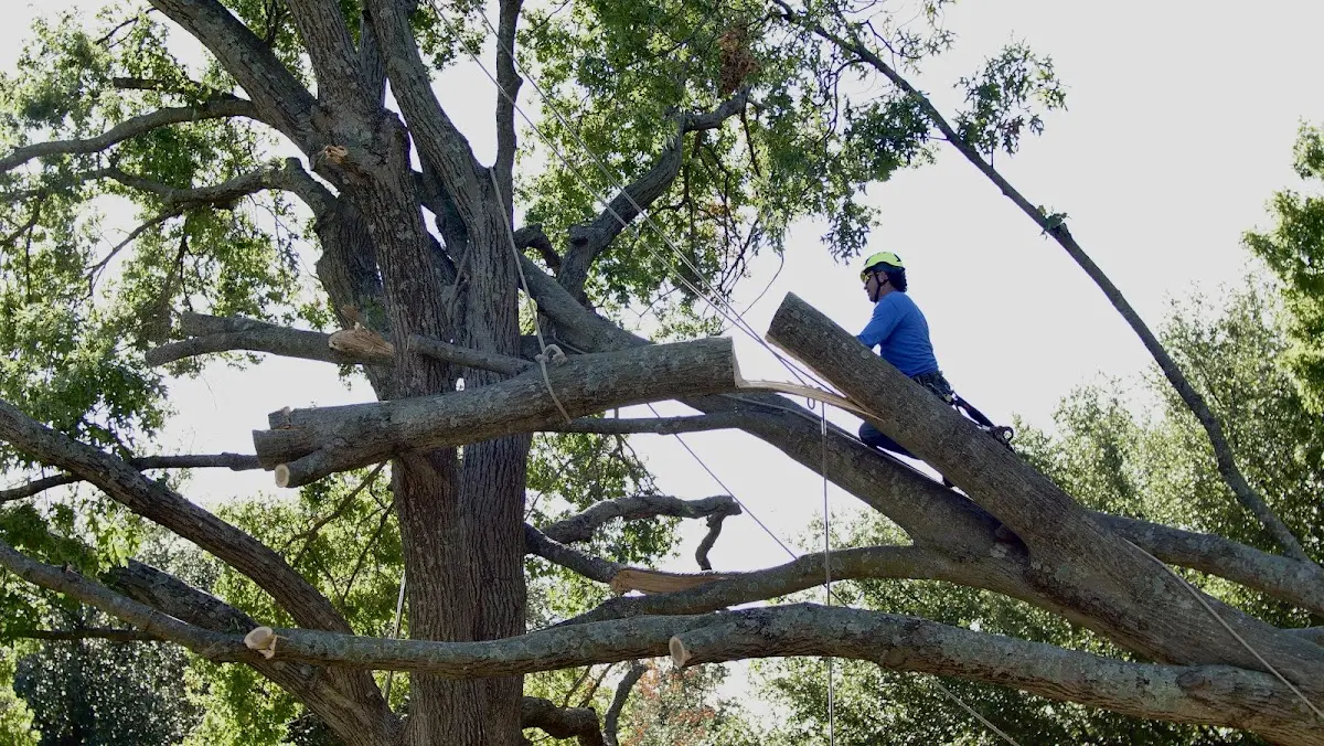 Professional Crown Thinning performed by certified arborists in Sieper
